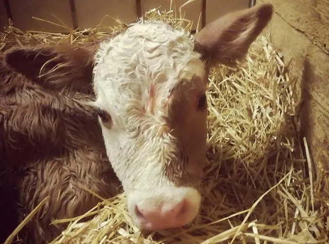 Διαμέρισμα Vorderstoder